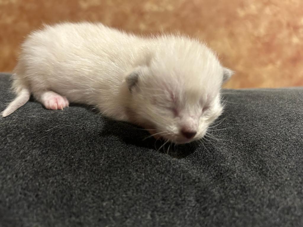 Siamese photo 3