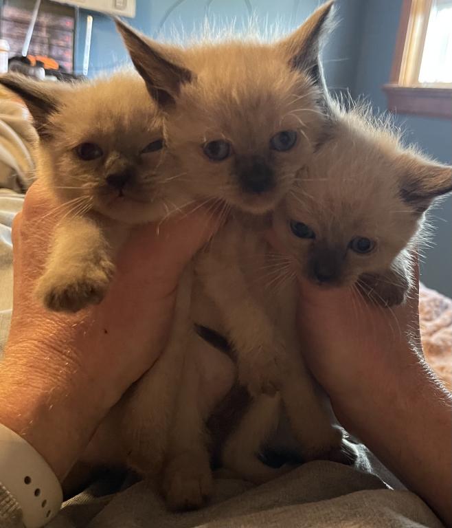 EASTER KITTENS photo 5