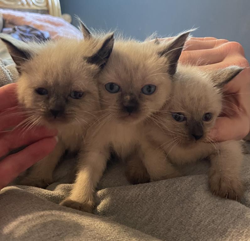 EASTER KITTENS photo 6