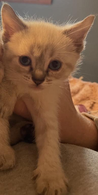 EASTER KITTENS photo 2
