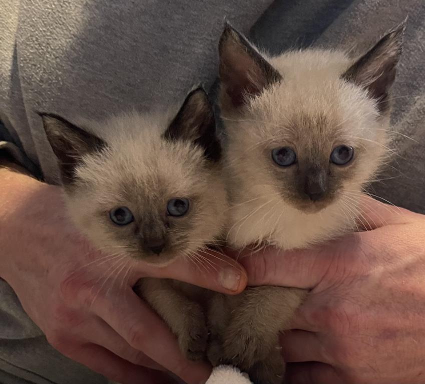 EASTER KITTENS