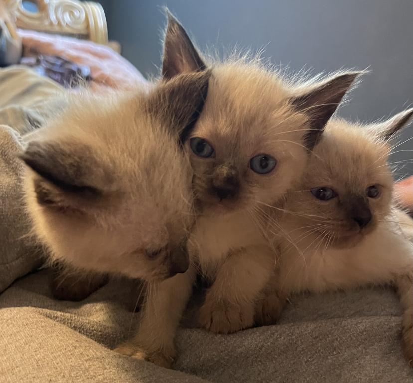 EASTER KITTENS photo 4