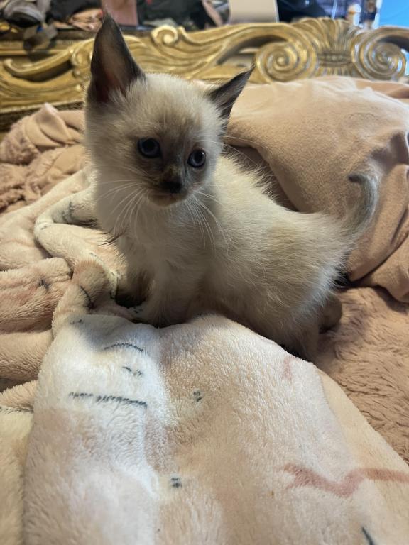 EASTER KITTENS photo 3
