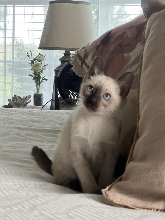 Skylar's Siamese Babies photo 22
