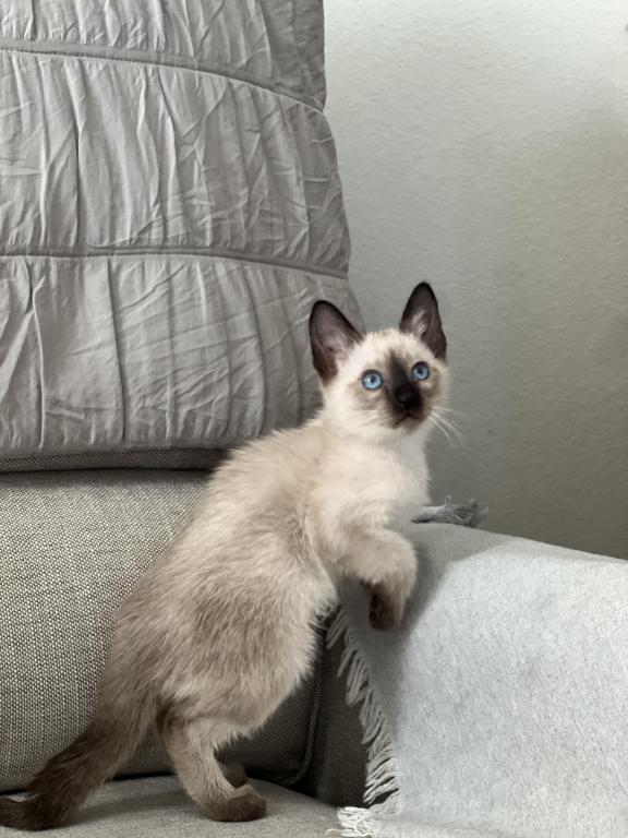 Skylar's Siamese Babies photo 11