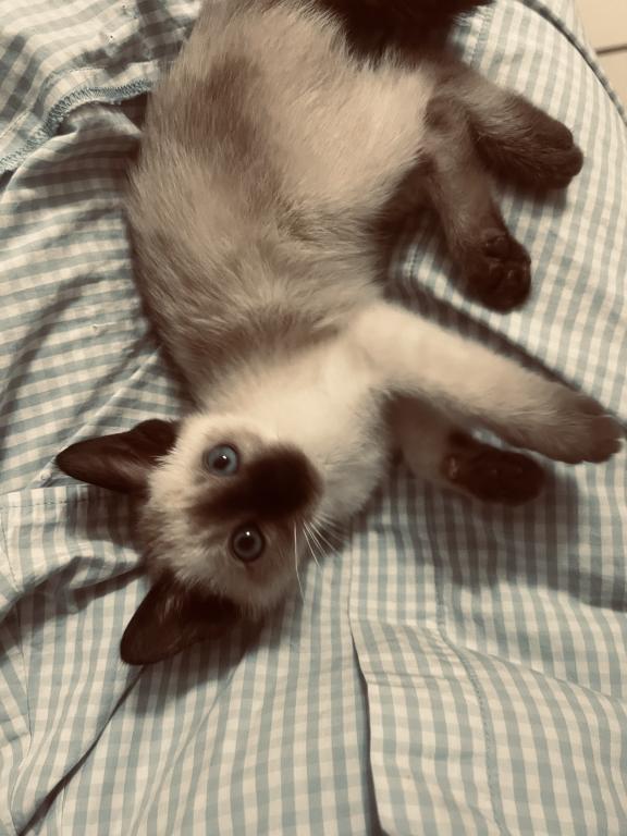 Skylar's Siamese Babies photo 5