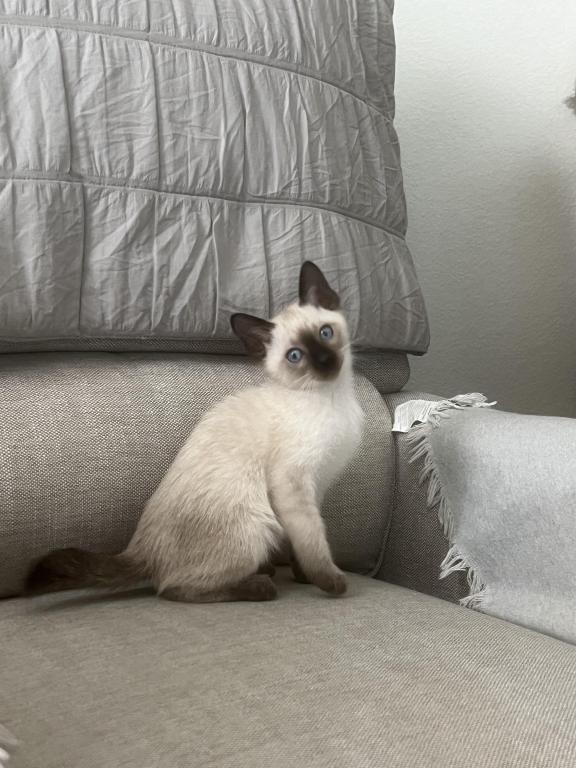 Skylar's Siamese Babies photo 8