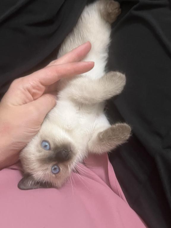 Skylar's Siamese Babies photo 4