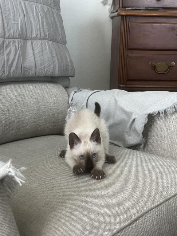 Skylar's Siamese Babies photo 17