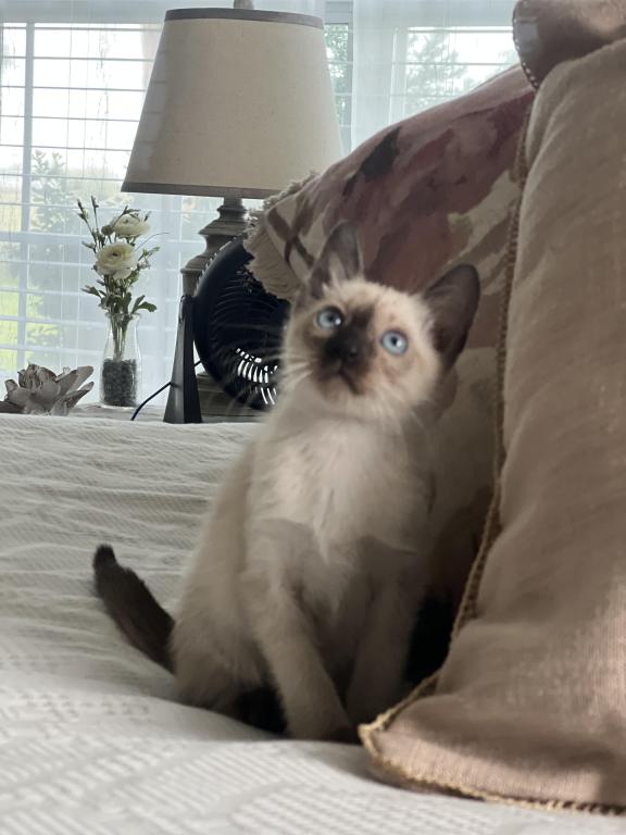 Skylar's Siamese Babies photo 23