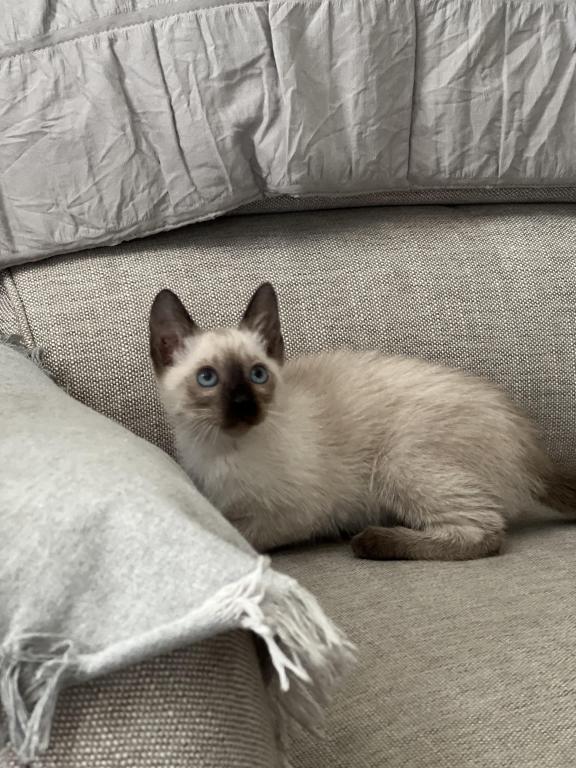 Skylar's Siamese Babies photo 14