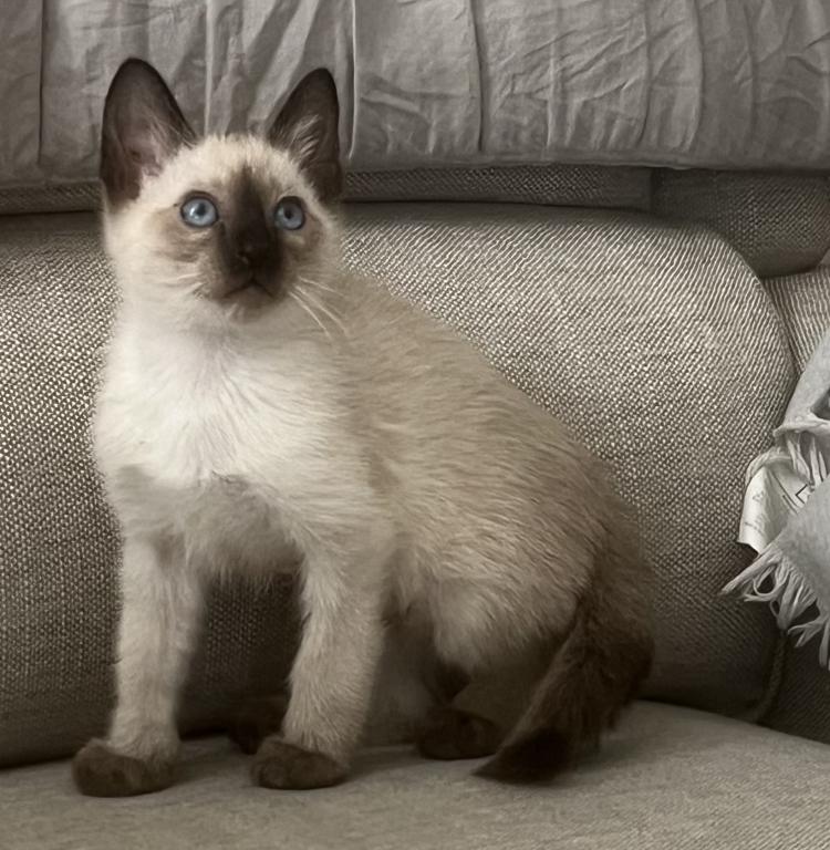 Skylar's Siamese Babies photo 12