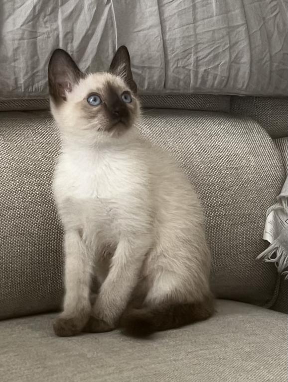 Skylar's Siamese Babies photo 13
