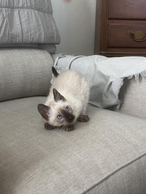 Skylar's Siamese Babies photo 16