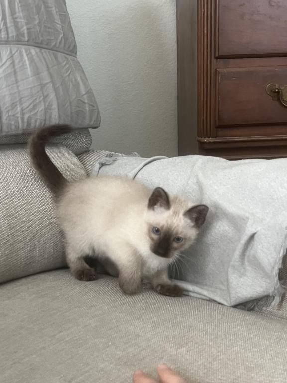 Skylar's Siamese Babies photo 18