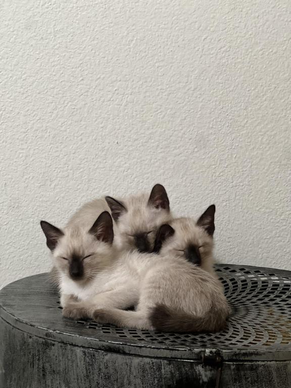 Skylar's Siamese Babies photo 3