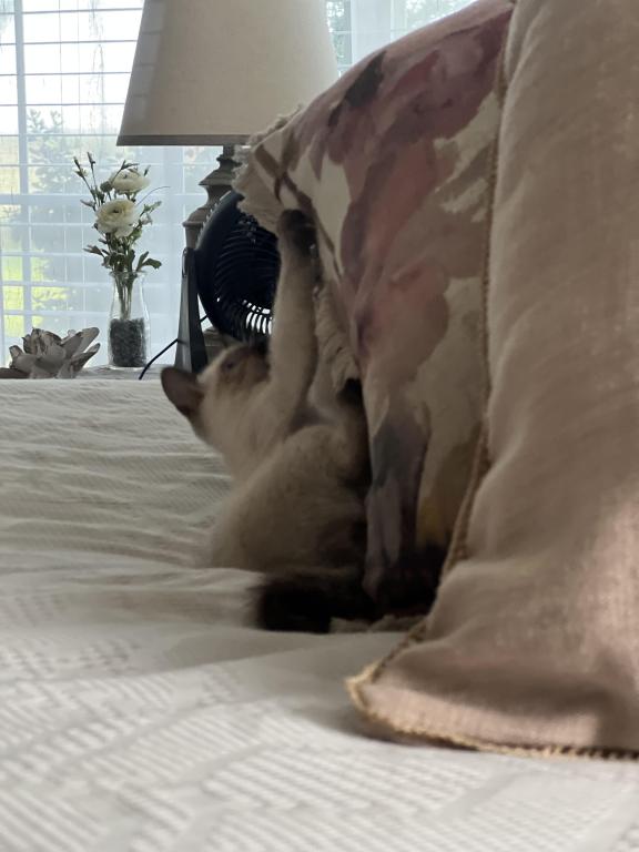 Skylar's Siamese Babies photo 19