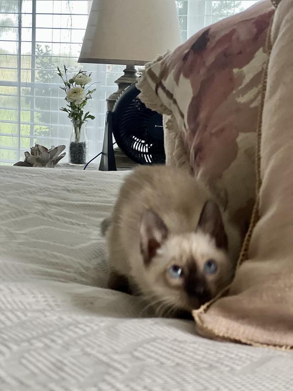 Skylar's Siamese Babies photo 21