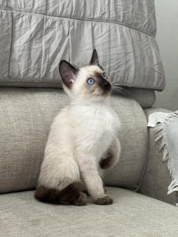 Skylar's Siamese Babies photo 9
