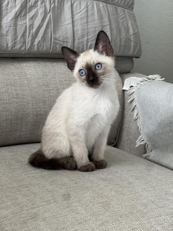Skylar's Siamese Babies photo 7