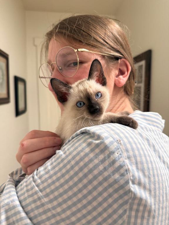 Skylar's Siamese Babies photo 2