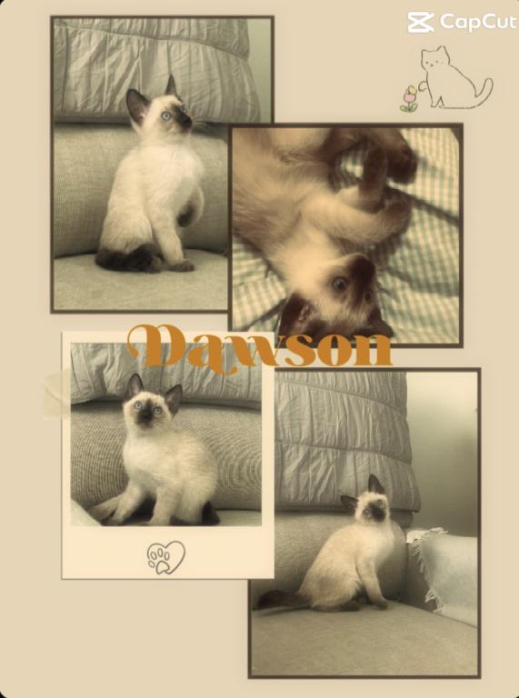 Skylar's Siamese Babies photo 24