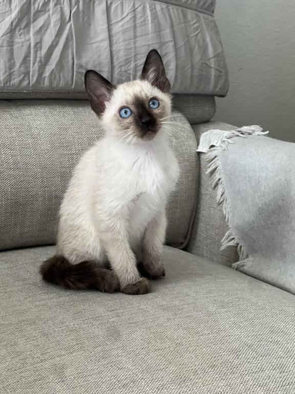 Skylar's Siamese Babies photo 6