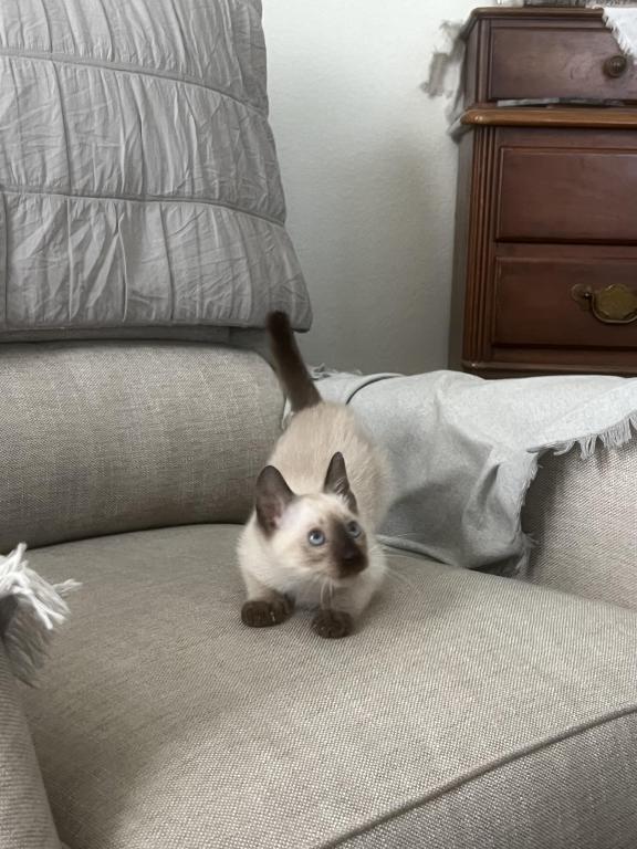 Skylar's Siamese Babies photo 15