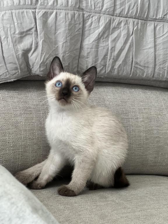 Skylar's Siamese Babies photo 10