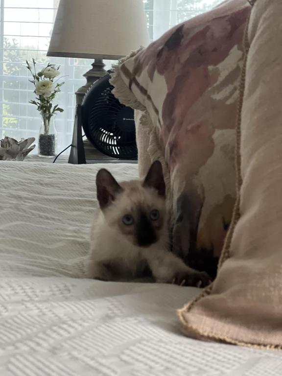 Skylar's Siamese Babies photo 20