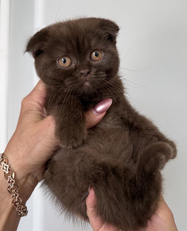 Younger Scottish Fold Chocolate Female photo 4