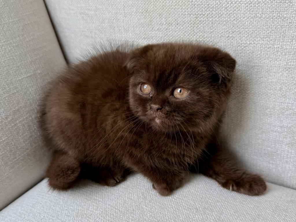 Younger Scottish Fold Chocolate Female photo 3
