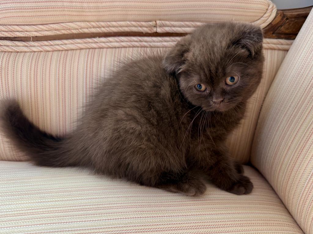 Younger Scottish Fold Chocolate Female