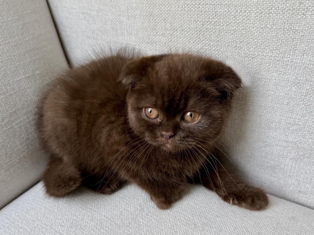 Younger Scottish Fold Chocolate Female photo 2