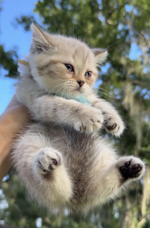 Mink Tabby Girl photo 9