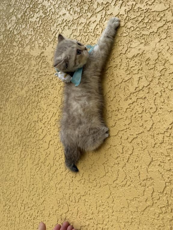 Mink Tabby Girl photo 2