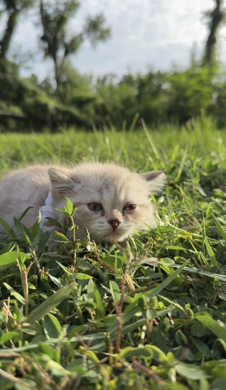 Mink Tabby Girl photo 7