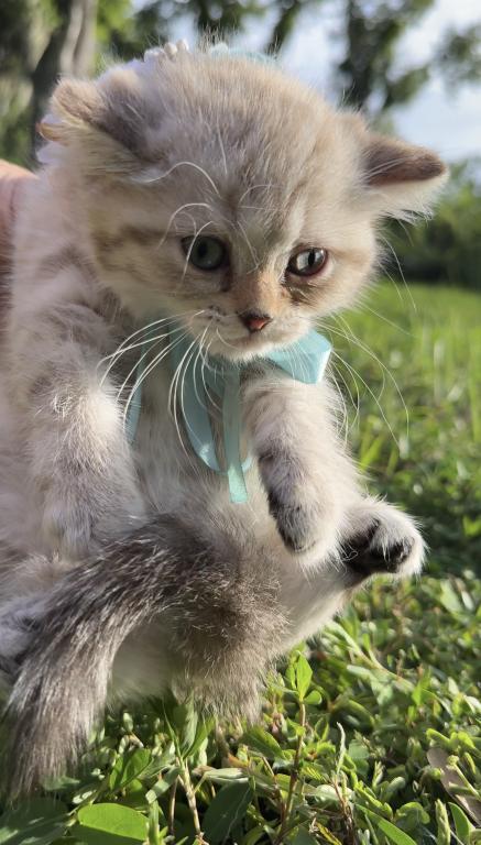 Mink Tabby Girl photo 3