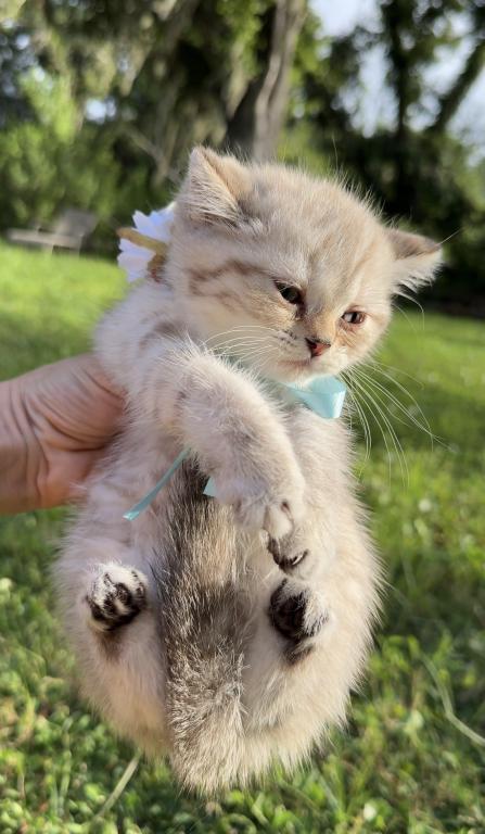 Mink Tabby Girl photo 4