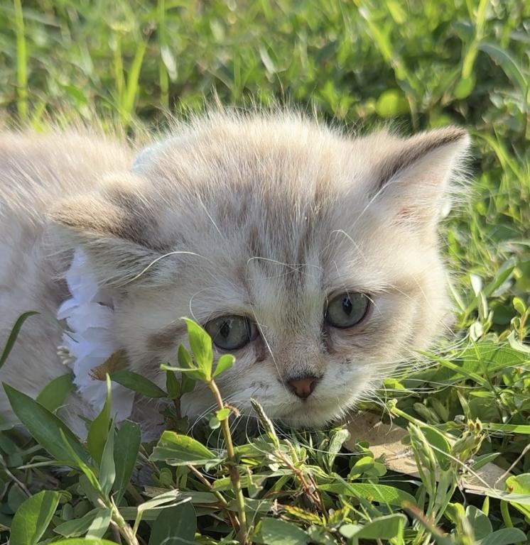Mink Tabby Girl photo 1