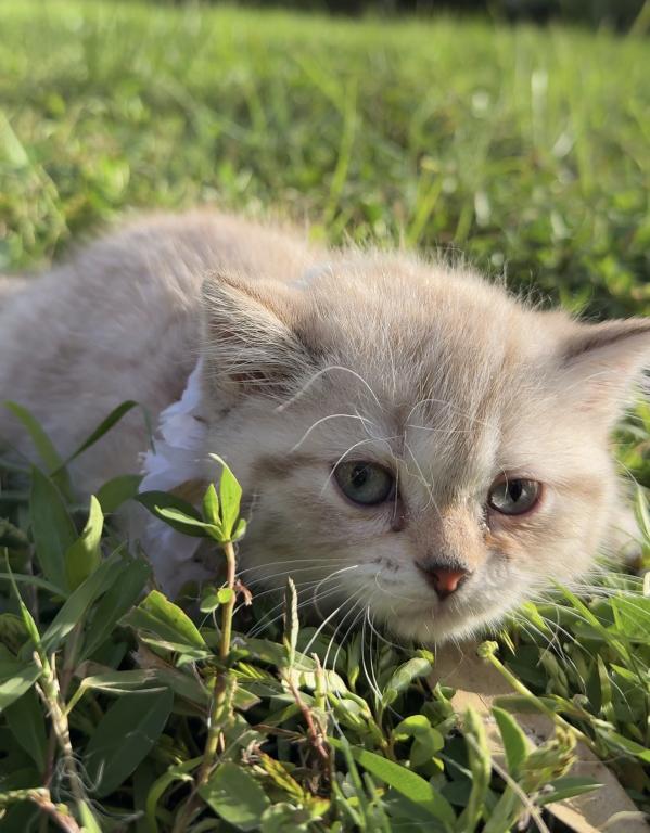 Mink Tabby Girl photo 5