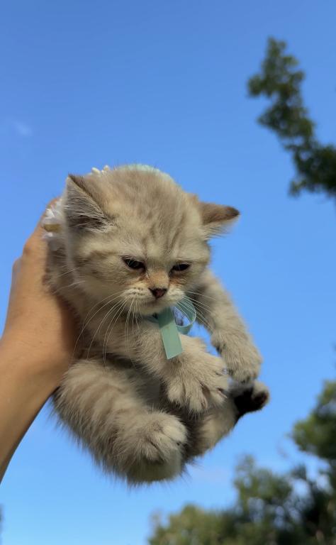 Mink Tabby Girl photo 6