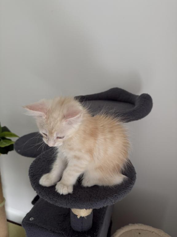 Creamsicle Litter photo 9