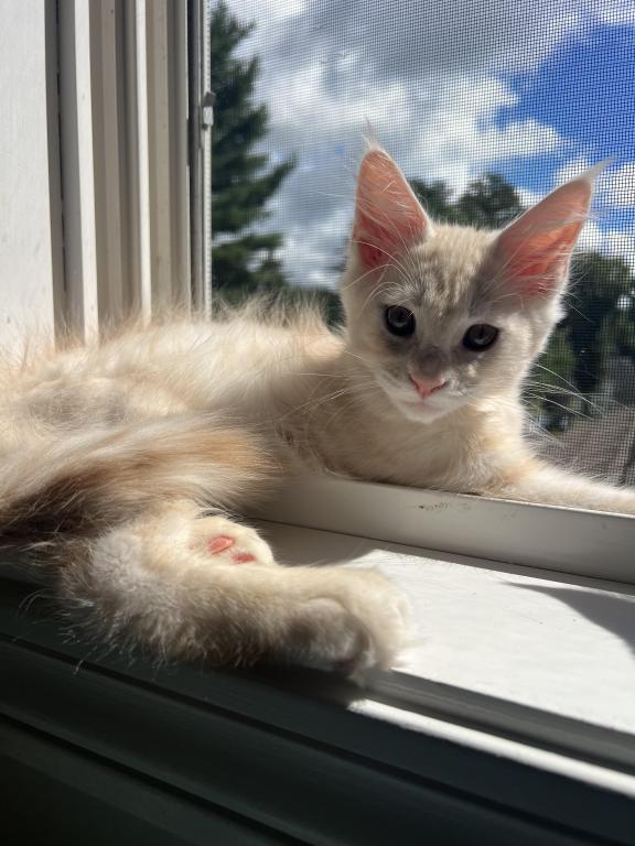Creamsicle Litter photo 8