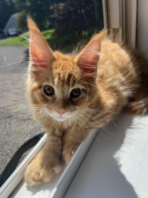 Creamsicle Litter photo 6