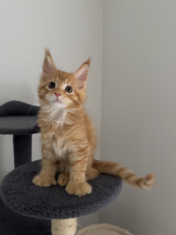 Creamsicle Litter photo 6