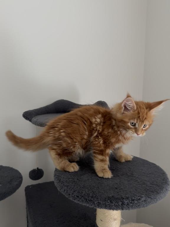Creamsicle Litter photo 5