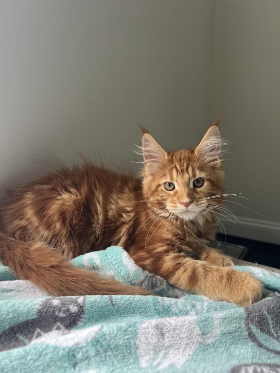 Creamsicle Litter photo 4
