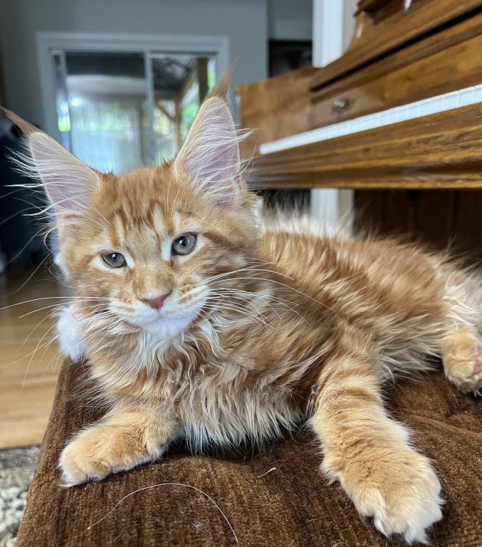 Creamsicle Litter photo 13