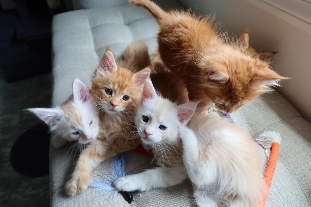 Creamsicle Litter photo 1